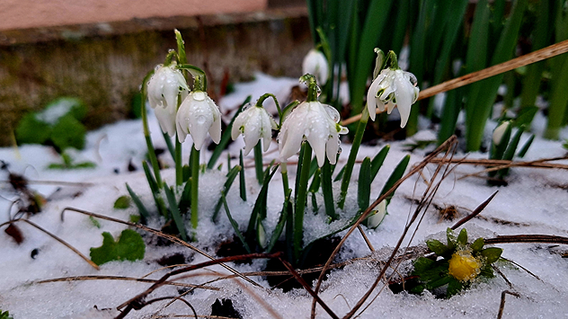 © Denise Ahrend Schneeglöcken in Emmerthal im Landkreis Hameln-Pyrmont.