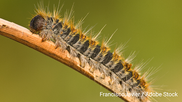 La procesionaria del pino comienza a aparecer en algunas zonas de España. 