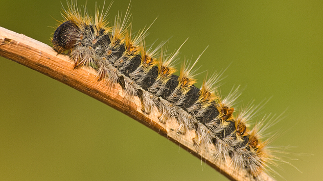 La suavidad térmica está favoreciendo un descenso temprano de la oruga.
