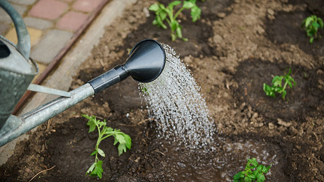 Pflanzen richtig und wassersparend gießen