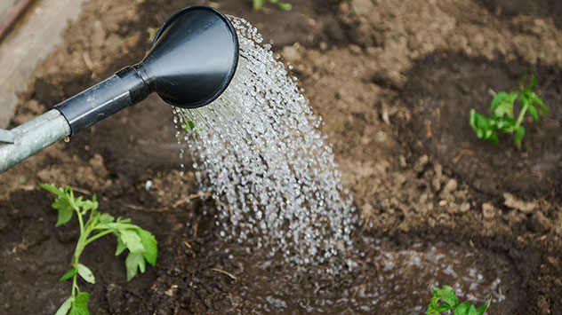 Gießen eines Gartenbeets