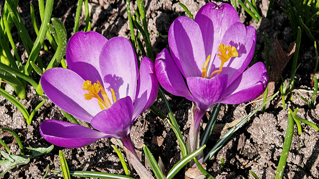 © Bettina Schienke Lilafarbener Krokuss