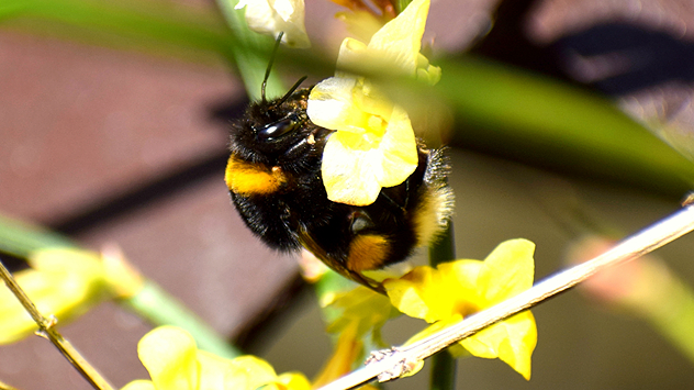 © Siegfried Spitzenberg Hummel an Blüte von Winterjasmin