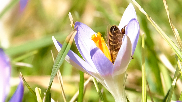 © Gabriele Zerbst Krokussblüten wie hier in Zerbst bei Magdeburg sind bei Bienen sehr beliebt.