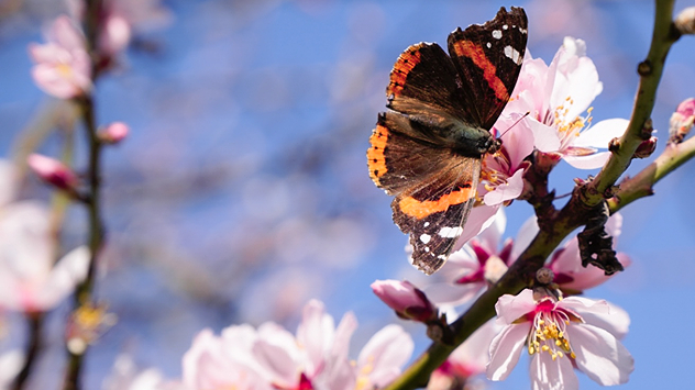 © Sibylle Heimberger Blühende Mandelblüte an der Weinstraße - Schmetterling