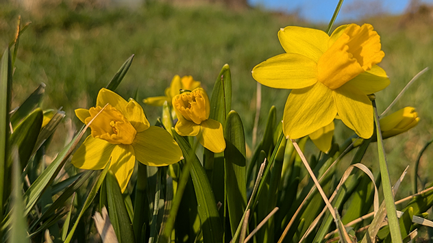 © Karin Hassfeld Narzissen auf einer Wiese im Kraichgau