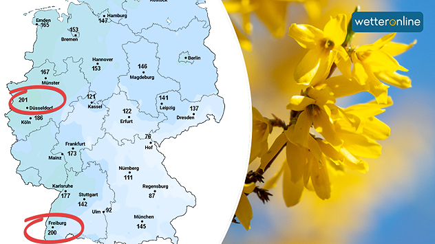 Grünlandtemperatur erreicht 200 Grad am Rhein - Blühende Forsythie