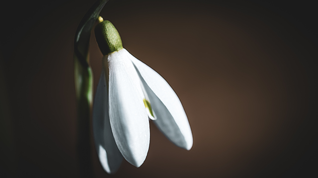 © Frank Schumacher Schneeglöckchen