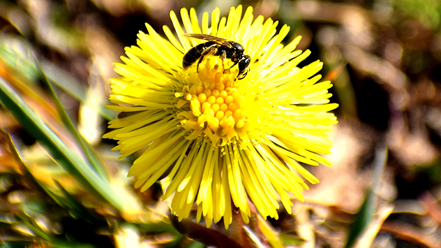 © Siegfried Spitzenberg Biene auf Blüte