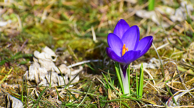 © Siegfried Spitzenberg Krokuss auf Wiese