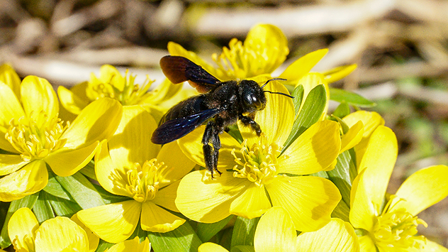 © Torsten Brehme Holzbiene auf Winterling
