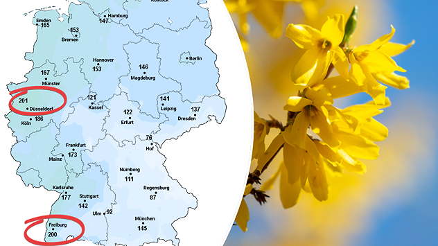 Grünlandtemperatur erreicht 200 Grad am Rhein - Blühende Forsythie