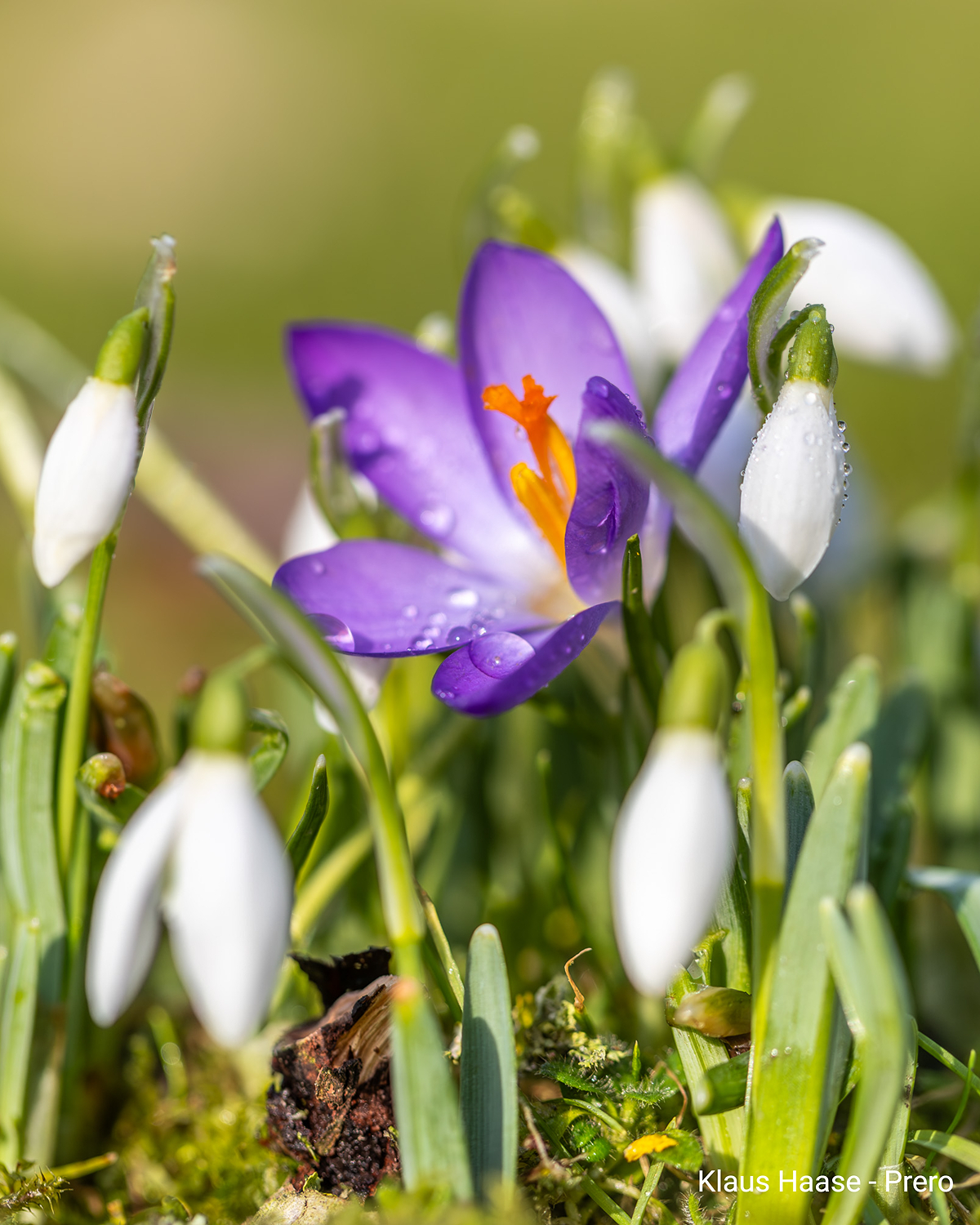 In ihren wärmenden Strahlen öffnen sich die Blütenkelche der Frühblüher rasch.