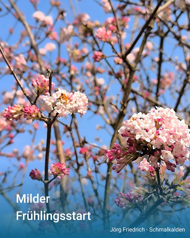 Nach den ersten Schneeglöckchen und Krokussen "explodiert" die Natur nun geradezu.