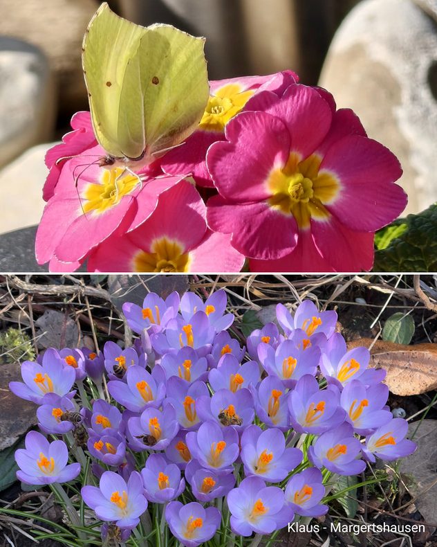 Die Blütenfülle bringt nicht nur Nektar und Düfte, sondern auch Farbe in die Natur.