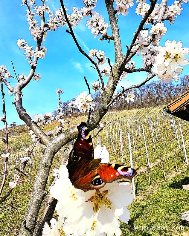 Einige Bäume treiben ebenfalls bereits Blüten und locken neben Bienen auch die ersten Schmetterlinge der neuen Saison an.