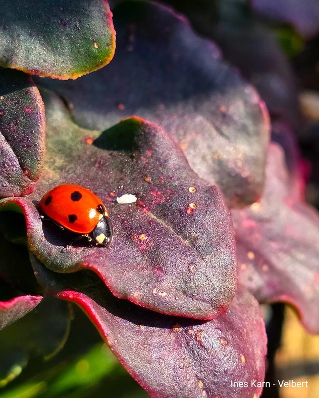 Auch die ersten Marienkäferchen sind aus der Winterruhe erwacht.