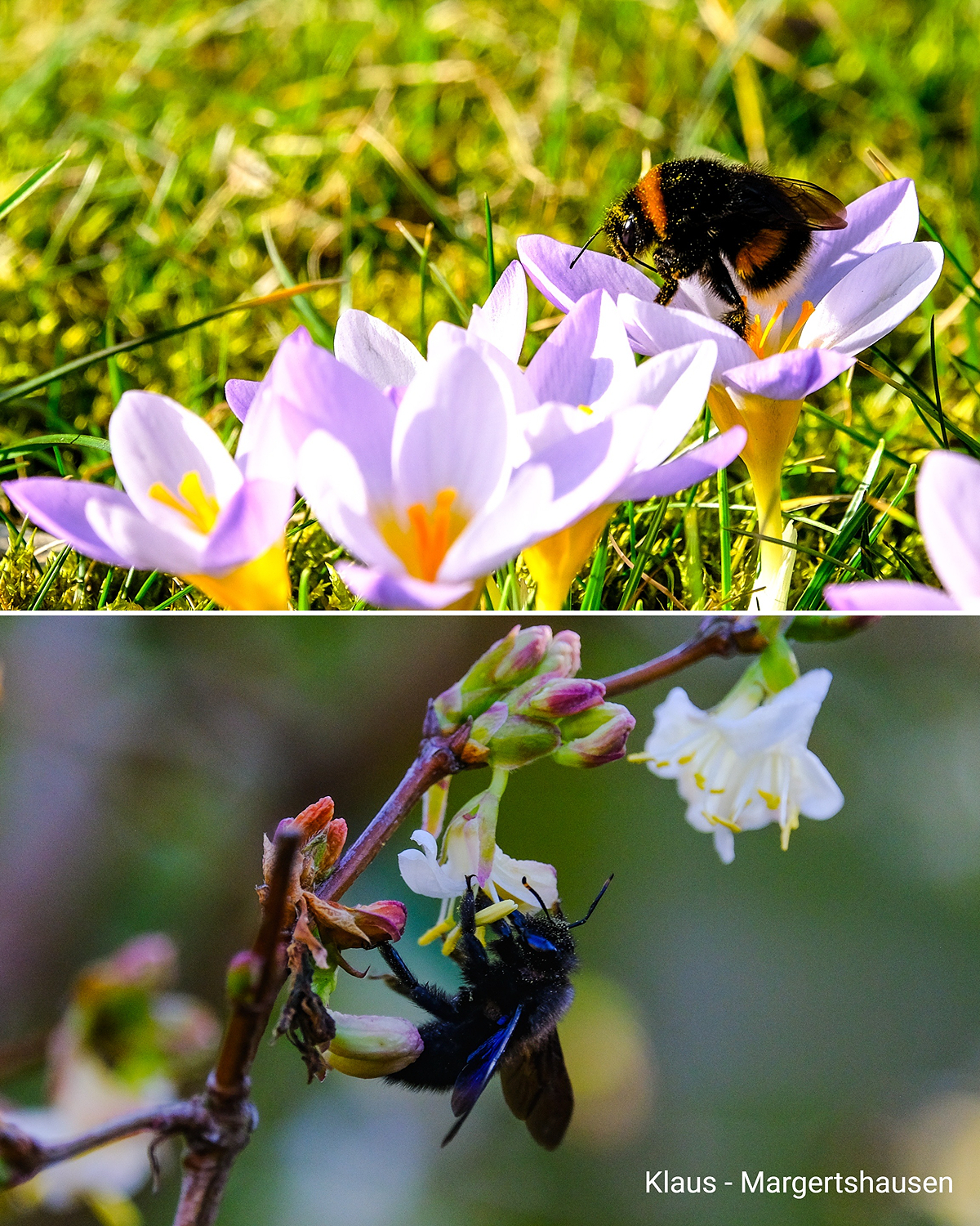 Damit kann auch die tägliche Nektarmahlzeit für Bienen, Hummeln und andere Blütenbestäuber beginnen.