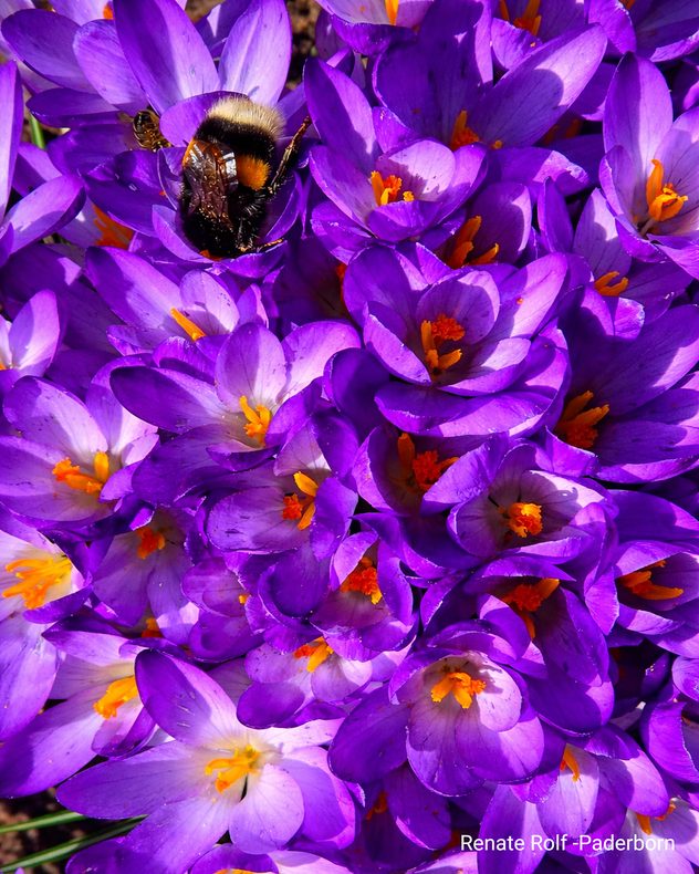 Mit steigenden Temperaturen entfalten die Blüten dann ihre ganze Fülle und Pracht.