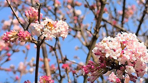 Nach den ersten Schneeglöckchen und Krokussen "explodiert" die Natur nun geradezu.