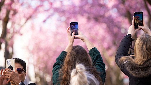 Kirschblüte in Bonn