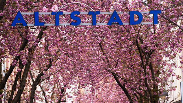 Kirschblüte in Bonn