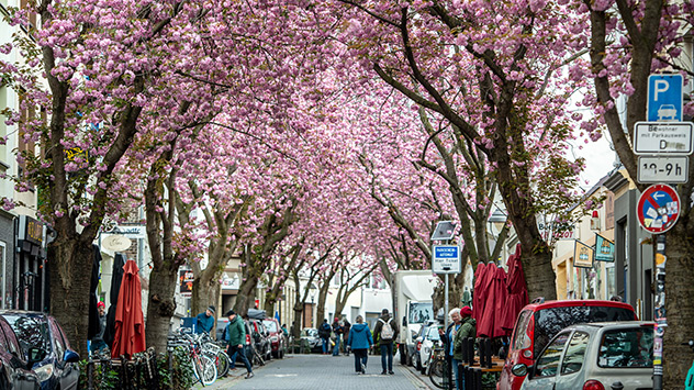 Kirschblüte in Bonn