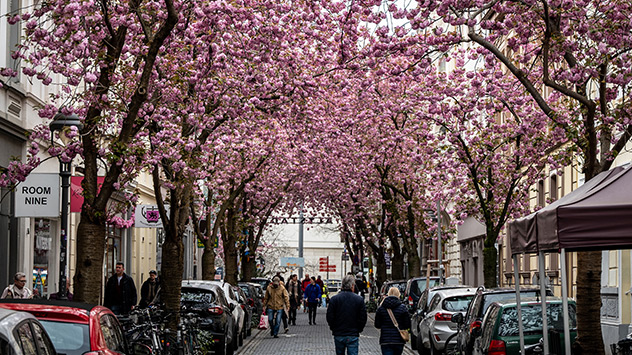 Kirschblüte in Bonn