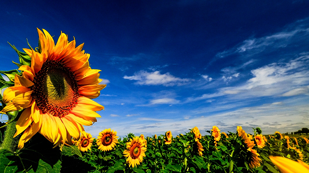 Großes Sonnenblumenfeld unter tiefblauem Himmel. Im Vordergrund eine einzelne, leuchtend gelbe Sonnenblume.
