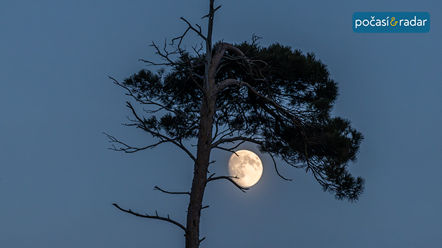 Fotografie měsíce, který se nachází téměř ve fází úplňku; v popředí borovice.