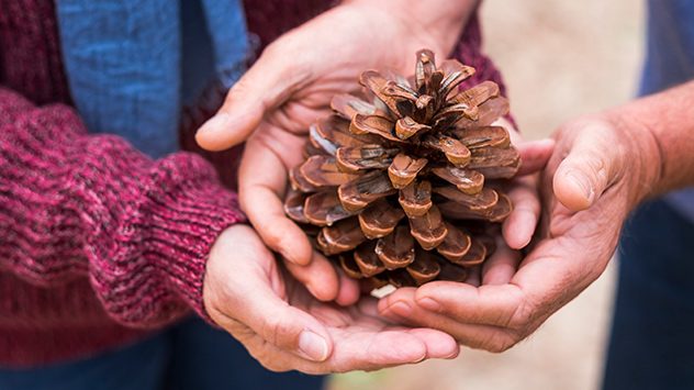 Menschen halten einen großen Kiefernzapfen in den Händen. (c) simona pilolla 2/Shutterstock.com