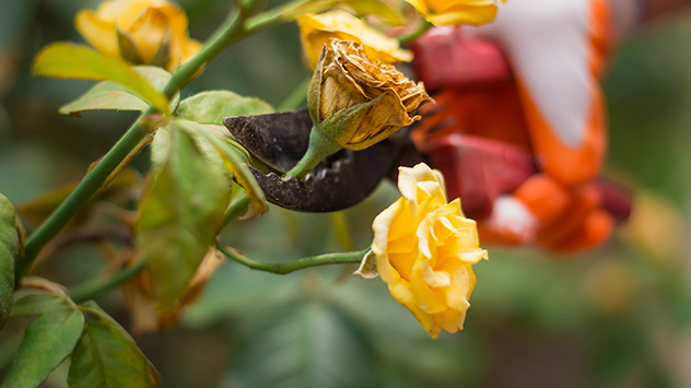 Eine verblüht Rose wird abgeschnitten