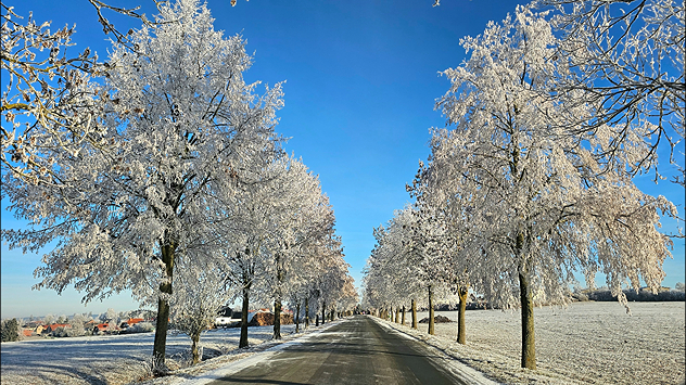 Baumallee entlang einer Landstraße, Reif bedeckt die Äste, klarer blauer Himmel über winterlicher Landschaft.
