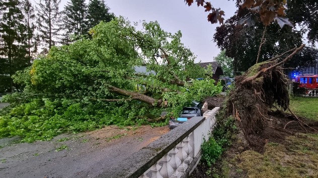 Sturmböen mit Geschwindigkeiten über 70 Kilometer pro Stunde ließen mehrere Bäume umfallen. 
