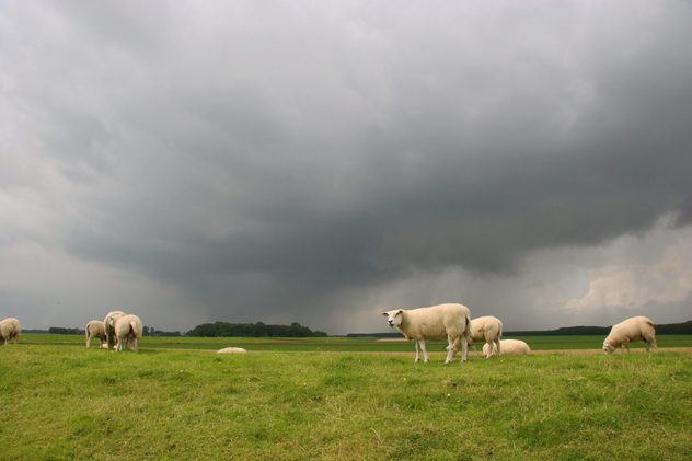 bárány