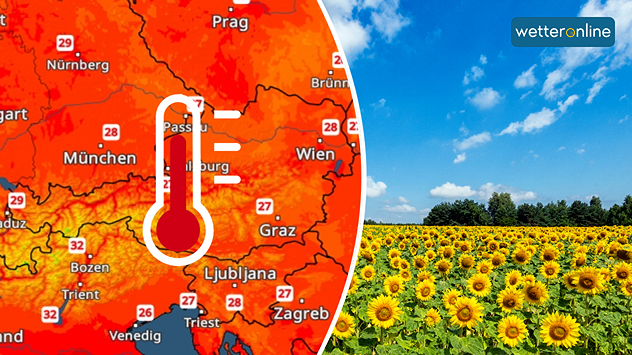Links zeigt das TempraturRadar sommerliche Temperaturen in Österreich, rechts blüht ein großes Sonnenblumenfeld unter blauem Himmel.