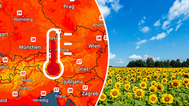 Links zeigt das TempraturRadar sommerliche Temperaturen in Österreich, rechts blüht ein großes Sonnenblumenfeld unter blauem Himmel.