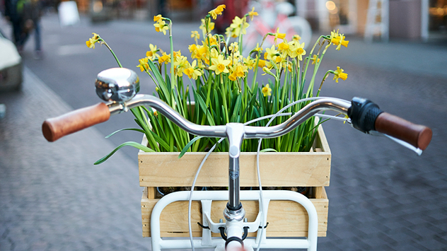 Fahrradlenker mit Holzkiste voller gelber Narzissen auf einer Stadtstraße im Frühling.