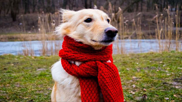 Chien qui à froid en automne