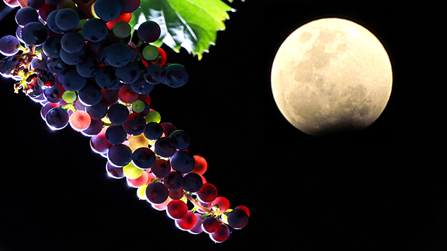 Weinmond angeknabbert