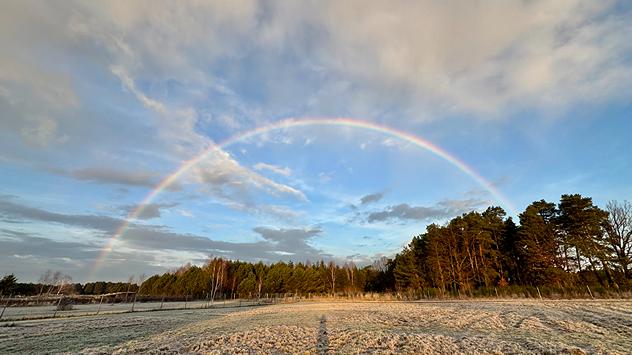 © Maja Schilling Regenbogen über Waldstück