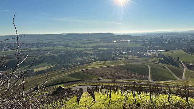 © Beate Pollmann Weihnachtsspaziergang bei perfektem Wetter durch die Weinberge mit Starenschwärmen.