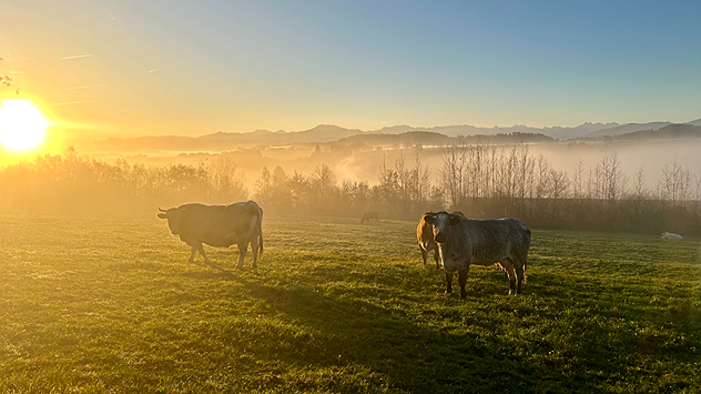 Morgenstimmung Oberallgäu