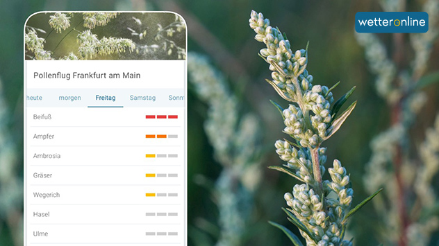 Pollenprognose Frankfurt Beifußpollen