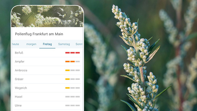 Pollenprognose Frankfurt Beifußpollen