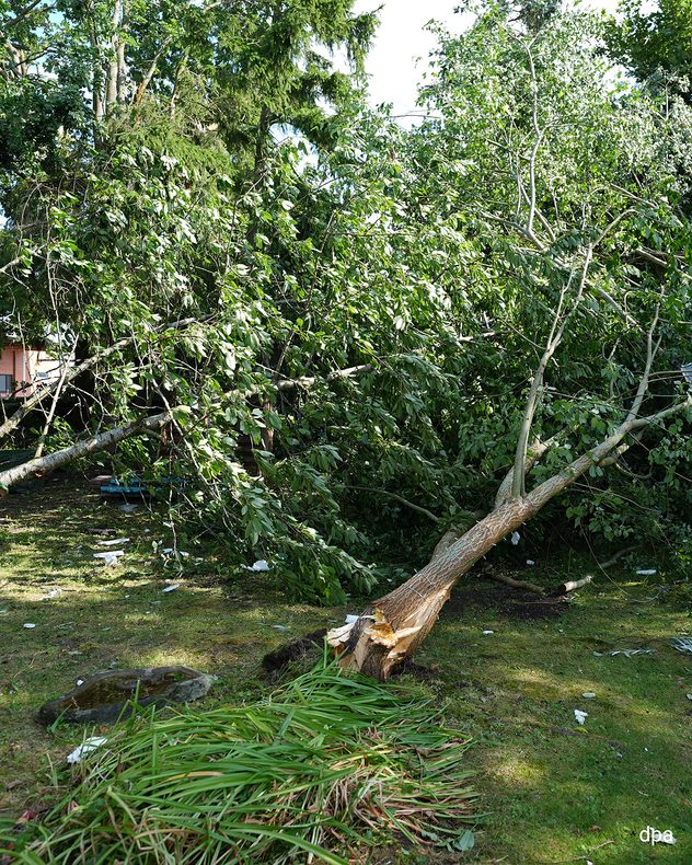Ein großer, umgestürzter Baum liegt nach einem Tornado in einem Garten. Der Stamm ist am Wurzelbereich aufgebrochen, Äste und Laub bedecken das Grundstück.