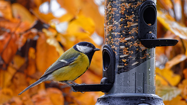 Eine Kohlmeise sitzt an einem mit Körnern gefüllten Futterspender, der vor herbstlich buntem Laub hängt – typische Szene der Winterfütterung für Gartenvögel.
