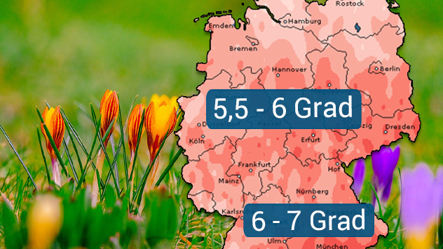 große Temperaturabweichung vom Klimamittel in Deutschland - im Hintergrund blühende Krokuss auf Wiese.