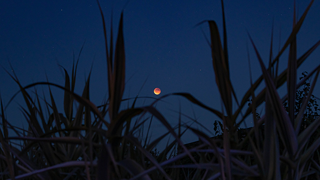 Red moon during an eclipse over a field. Dark plants stand out against the night sky.