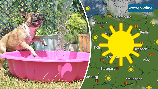 Französische Bulldogge im Planschbecken bei Sonnenschein; daneben Wetterkarte mit durchgehendem Sonnensymbol und Temperaturen um 30 °C.